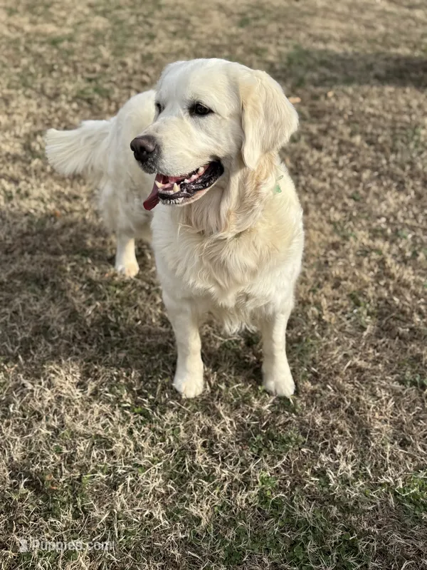 Granddaughter of an imported champion, sire from Ukraine – English Cream Golden Retriever puppy for sale in Concord, NC