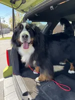 Long-haired show quality imported Bernese Mountain Dog, a female Bernese Mountain Dog for sale in Concord, NC – 4 of 10