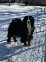 Long-haired show quality imported Bernese Mountain Dog, a female Bernese Mountain Dog for sale in Concord, NC – 9 of 10