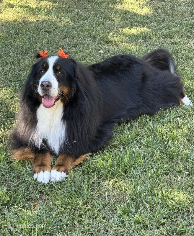 Long-haired show quality imported Bernese Mountain Dog – Bernese Mountain Dog puppy for sale in Concord, NC