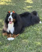 Long-haired show quality imported Bernese Mountain Dog, a female Bernese Mountain Dog for sale in Concord, NC – 1 of 10