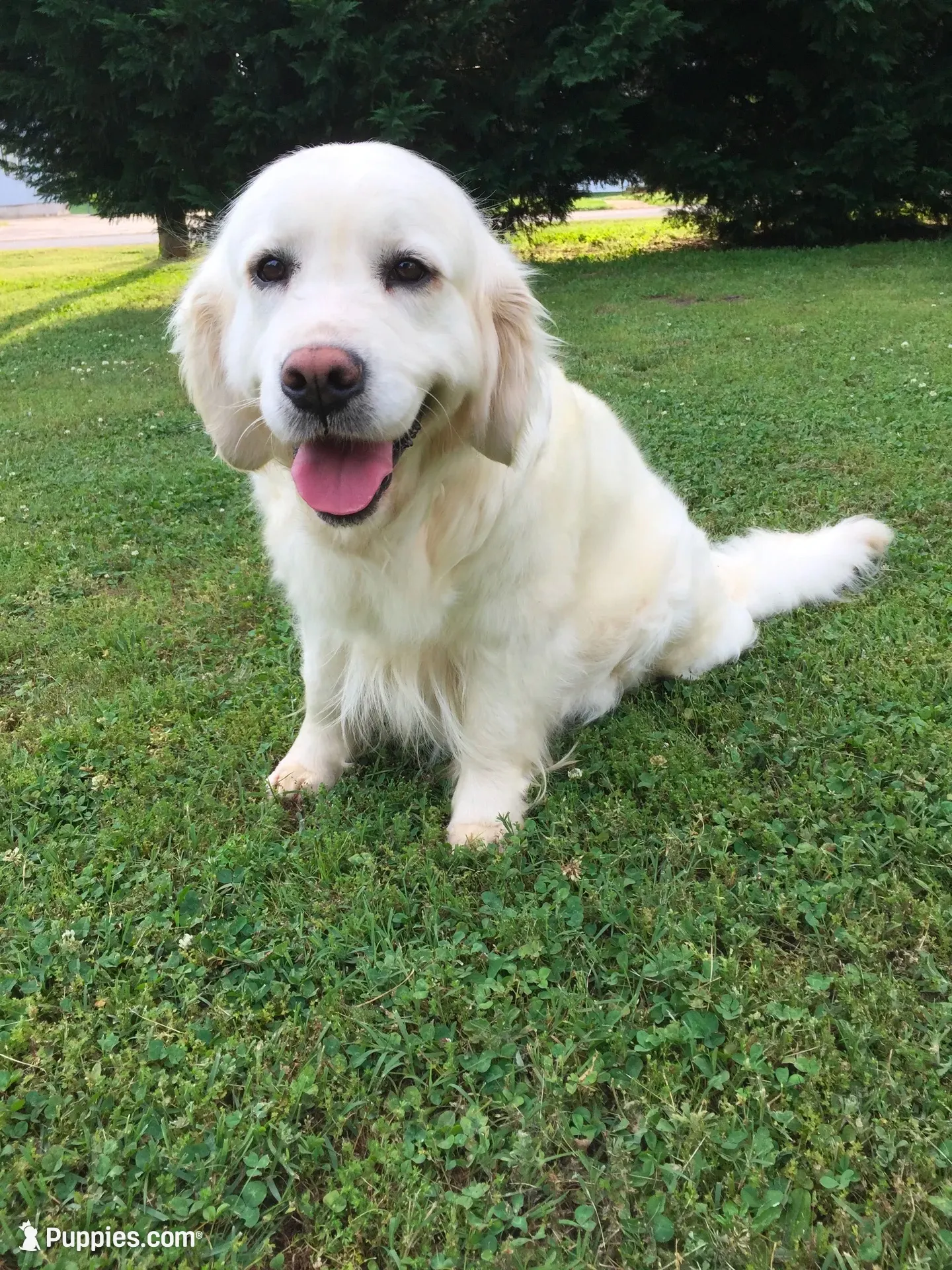 Due to come in heat at any time Daughter of 2 imported ch parents, a female English Cream Golden Retriever for sale in Concord, NC – 9 of 9