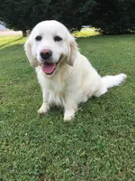 Daisy, a female English Cream Golden Retriever for sale in Concord, NC – 8 of 9