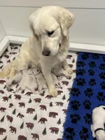 Daisy, a female English Cream Golden Retriever for sale in Concord, NC – 6 of 9