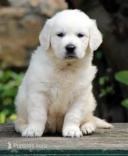 Strong Ch Pedigree Price listed is as a family pet – English Cream Golden Retriever puppy for sale in Concord, NC