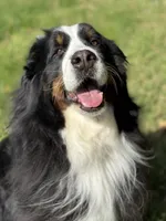 Indoor Housebroken Never had Puppies Spayed , a female Bernese Mountain Dog for sale in Concord, NC – 2 of 10