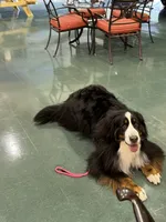 Indoor Housebroken Never had Puppies Spayed , a female Bernese Mountain Dog for sale in Concord, NC – 9 of 10