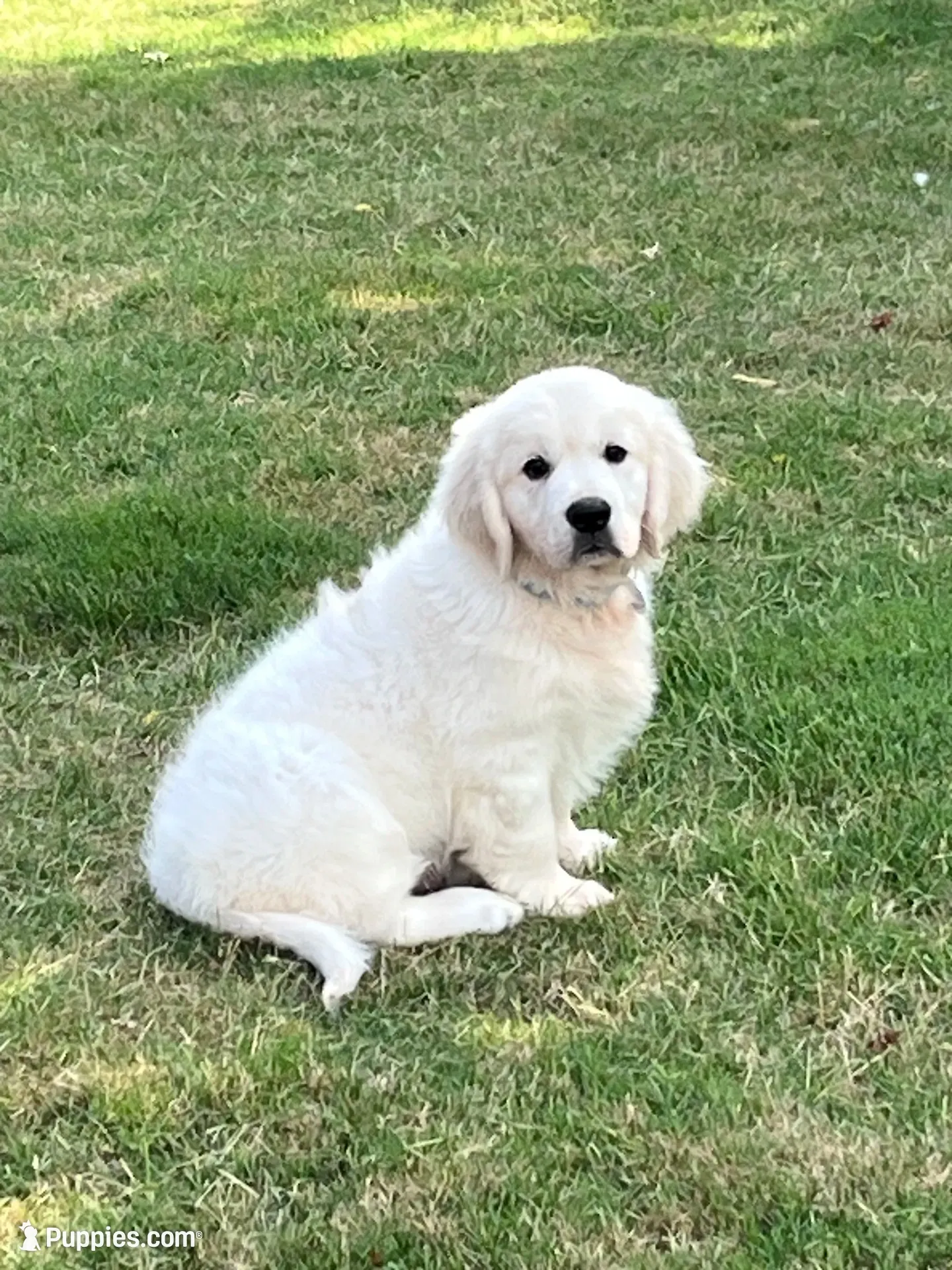 Due to come in heat at any time Daughter of 2 imported ch parents, a female English Cream Golden Retriever for sale in Concord, NC – 5 of 9