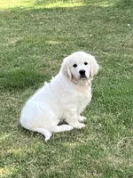 Daisy, a female English Cream Golden Retriever for sale in Concord, NC – 2 of 9