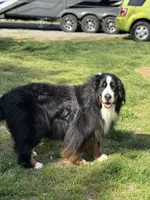 Long-haired show quality imported Bernese Mountain Dog, a female Bernese Mountain Dog for sale in Concord, NC – 8 of 10