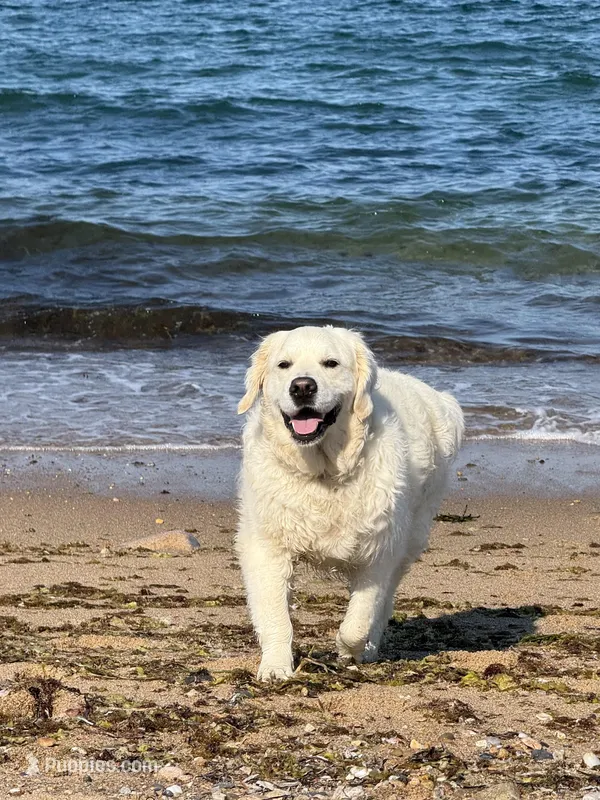 Imported Champion Parents 