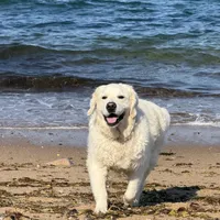 Imported Champion Parents OFA’s, a female English Cream Golden Retriever for sale in Concord, NC – 3 of 10