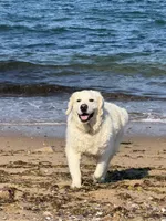 Imported Champion Parents , a female English Cream Golden Retriever for sale in Concord, NC – Photo 1 of 10