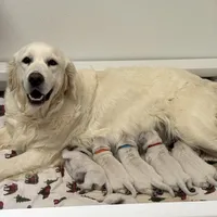 Imported Champion Parents OFA’s, a female English Cream Golden Retriever for sale in Concord, NC – 5 of 10