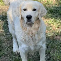 Imported Champion Parents OFA’s, a female English Cream Golden Retriever for sale in Concord, NC – 2 of 10
