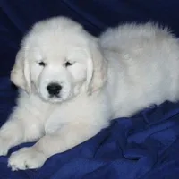 Imported Champion Parents OFA’s, a female English Cream Golden Retriever for sale in Concord, NC – 6 of 10
