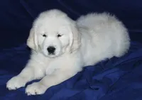 Imported Champion Parents , a female English Cream Golden Retriever for sale in Concord, NC – Photo 6 of 10