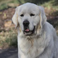 Imported Champion Parents OFA’s, a female English Cream Golden Retriever for sale in Concord, NC – 10 of 10
