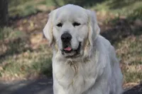 Imported Champion Parents , a female English Cream Golden Retriever for sale in Concord, NC – Photo 8 of 10