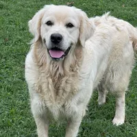 Imported Champion Parents OFA’s, a female English Cream Golden Retriever for sale in Concord, NC – 9 of 10