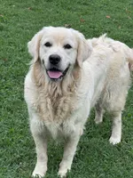 Imported Champion Parents , a female English Cream Golden Retriever for sale in Concord, NC – Photo 5 of 10