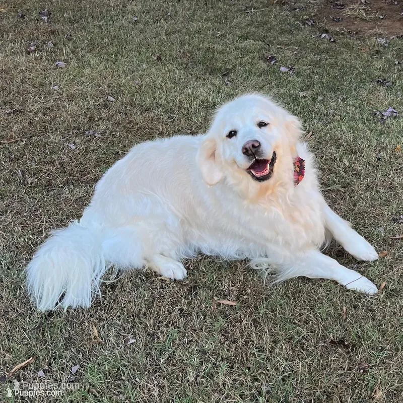 Imported Champion Parents OFA’s – English Cream Golden Retriever puppy for sale in Concord, NC