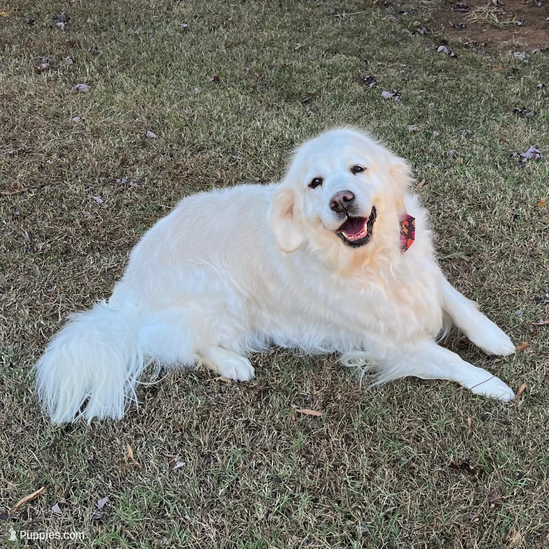 Imported Champion Parents , a female English Cream Golden Retriever for sale in Concord, NC – Photo 9 of 10