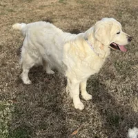 Imported Champion Parents OFA’s, a female English Cream Golden Retriever for sale in Concord, NC – 4 of 10