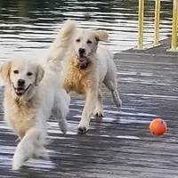 Imported Champion Parents OFA’s, a female English Cream Golden Retriever for sale in Concord, NC – 8 of 10