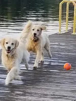 Imported Champion Parents , a female English Cream Golden Retriever for sale in Concord, NC – Photo 10 of 10