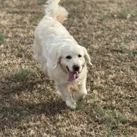 Imported Champion Parents OFA’s, a female English Cream Golden Retriever for sale in Concord, NC – 7 of 10