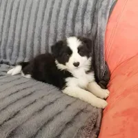 IMPORTED PERFECT 4 HERDING OR 2 BREED, a female Border Collie for sale in Concord, NC – 3 of 10
