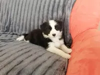 IMPORTED PERFECT 4 HERDING OR 2 BREED, a female Border Collie for sale in Concord, NC – Photo 3 of 10