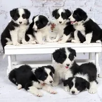 IMPORTED PERFECT 4 HERDING OR 2 BREED, a female Border Collie for sale in Concord, NC – 9 of 10