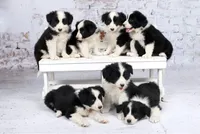 IMPORTED PERFECT 4 HERDING OR 2 BREED, a female Border Collie for sale in Concord, NC – Photo 9 of 10