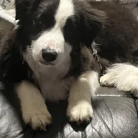IMPORTED PERFECT 4 HERDING OR 2 BREED, a female Border Collie for sale in Concord, NC – 4 of 10