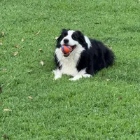 IMPORTED PERFECT 4 HERDING OR 2 BREED, a female Border Collie for sale in Concord, NC – 2 of 10