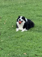 IMPORTED PERFECT 4 HERDING OR 2 BREED, a female Border Collie for sale in Concord, NC – Photo 2 of 10