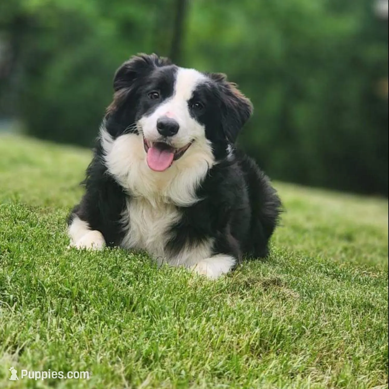 IMPORTED PERFECT 4 HERDING OR 2 BREED, a female Border Collie for sale in Concord, NC – Photo 1 of 10
