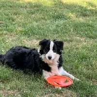 IMPORTED PERFECT 4 HERDING OR 2 BREED, a female Border Collie for sale in Concord, NC – 6 of 10