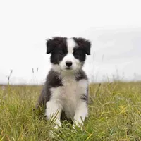 IMPORTED PERFECT 4 HERDING OR 2 BREED, a female Border Collie for sale in Concord, NC – 7 of 10