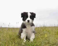 IMPORTED PERFECT 4 HERDING OR 2 BREED, a female Border Collie for sale in Concord, NC – Photo 7 of 10