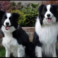 IMPORTED PERFECT 4 HERDING OR 2 BREED, a female Border Collie for sale in Concord, NC – 10 of 10