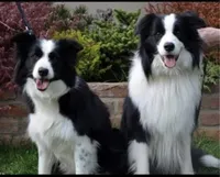 IMPORTED PERFECT 4 HERDING OR 2 BREED, a female Border Collie for sale in Concord, NC – Photo 10 of 10