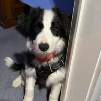 IMPORTED PERFECT 4 HERDING OR 2 BREED, a female Border Collie for sale in Concord, NC – 8 of 10