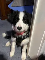 IMPORTED PERFECT 4 HERDING OR 2 BREED, a female Border Collie for sale in Concord, NC – Photo 8 of 10