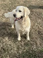 Gigi, a female English Cream Golden Retriever for sale in Concord, NC – 8 of 10