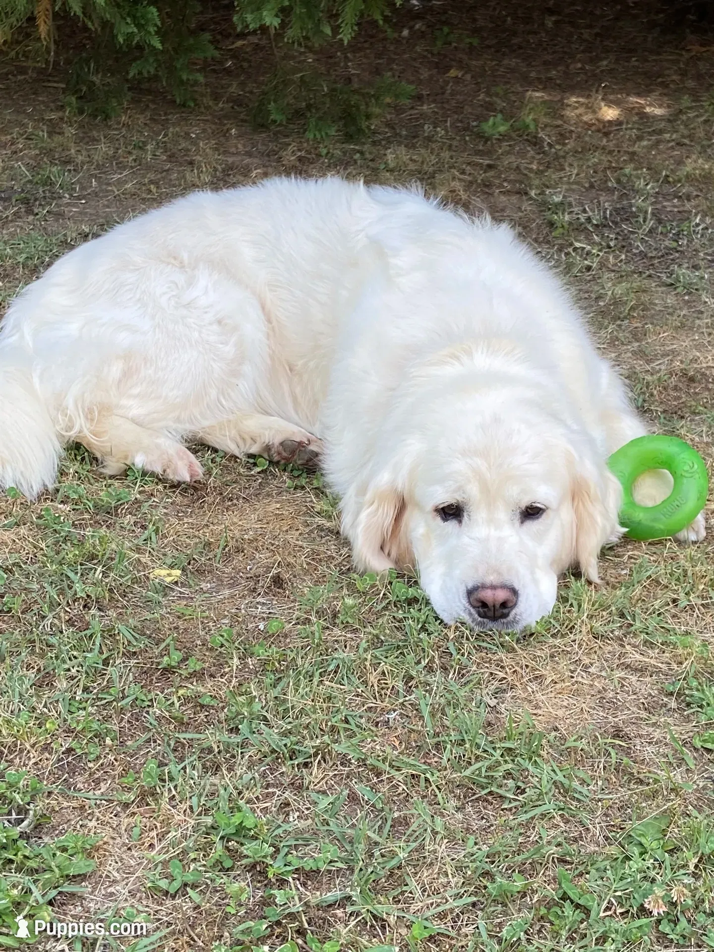Due to come in heat at any time Daughter of 2 imported ch parents, a female English Cream Golden Retriever for sale in Concord, NC – 8 of 9
