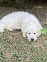 Daisy, a female English Cream Golden Retriever for sale in Concord, NC – 7 of 9