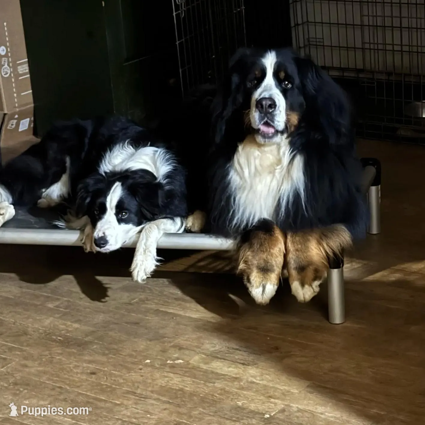 IMPORTED, a female Border Collie for sale in Concord, NC – Photo 7 of 9